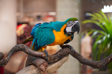 Vibrant blue and yellow macaw parrot perched on a natural branch in soft light © Thanakrit