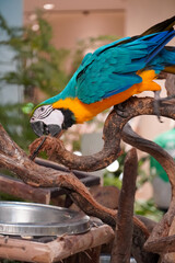 Vibrant blue and yellow macaw perched on a textured branch, looking down © Thanakrit