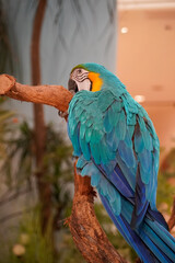 Vibrant blue and yellow macaw perched on a textured tree branch in soft lighting © Thanakrit