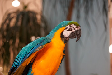 Vibrant blue and yellow macaw parrot perched indoors with soft background lighting © Thanakrit
