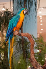 Vibrant blue and yellow macaw parrot perched on a branch in a lush indoor setting © Thanakrit