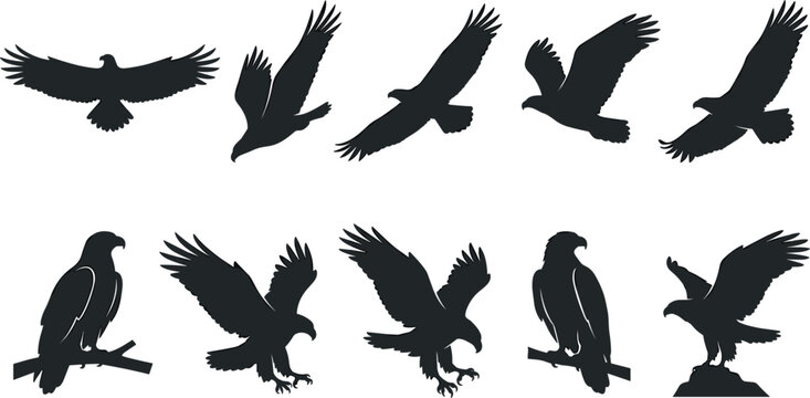 Flying and Perching Eagle Silhouette Set Featuring Bald Eagles in Flight Soaring Gliding Hunting and Sitting Positions Vector Graphic Illustrations