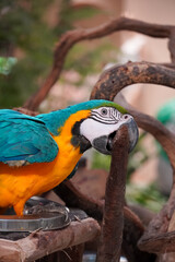 Blue and yellow macaw perched on a branch, nibbling on wood © Thanakrit