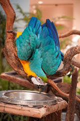 Blue and yellow macaw perched on a branch, drinking water from a metal bowl © Thanakrit