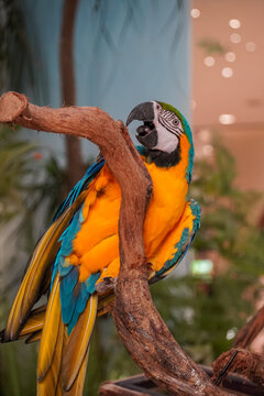 Vibrant blue and yellow macaw parrot perched on a tree branch with its beak open