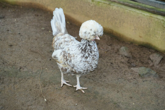 A Polish chicken with unique fluffy feathers standing in an enclosure.