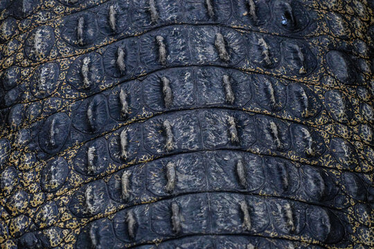 Detailed texture of genuine dark crocodile skin background.