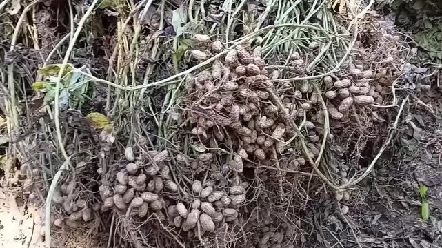 Close up camera pull in shot of freshly harvested organic raw peanuts with roots lying on cultivated soil of agricultural farm groundnut crop
