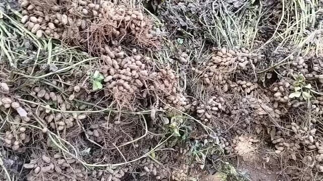 Slow horizontal pan right shot of freshly harvested raw peanuts with roots on cultivated soil of organic groundnut farm field