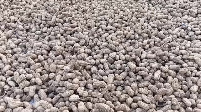 Slow horizontal camera pan right of harvested raw peanuts spread out for sun drying in outdoor agriculture yard groundnut post harvest processing