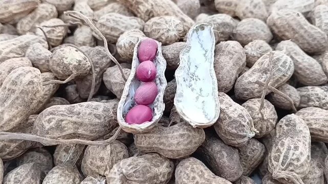 Extreme close up vertical tilt up shot of organic red raw peanuts spread out on concrete floor for natural sun drying in post harvest process