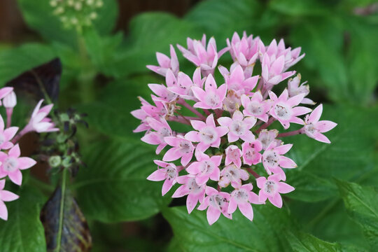 Pink pentas lanceolata flowers in garden close up