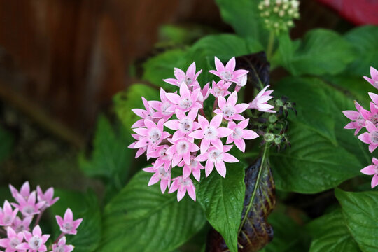 Pink pentas lanceolata flowers in garden close up
