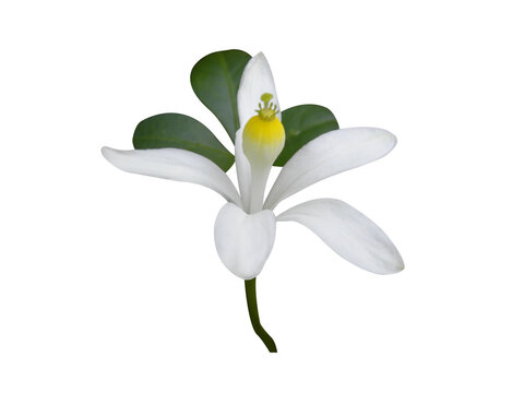 Naregamia alata or Goanese ipecacuanha plant with flowers isolated on a white background