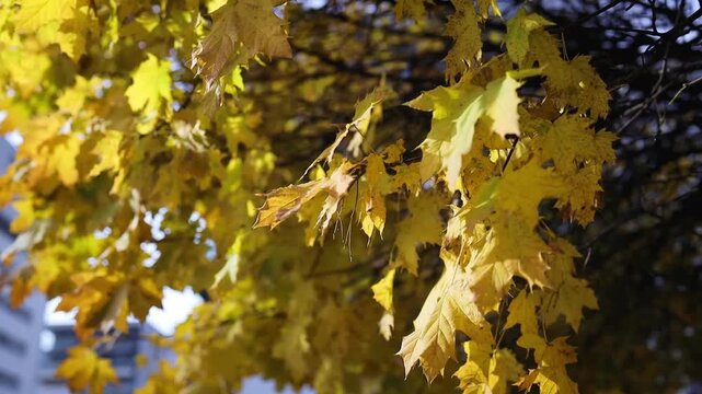 Autumn leaves no visible action static scene, in outdoor natural environment, with leaves, branches, with wooden branches, fallen leaves texture, from a close-up natural perspective perspective.