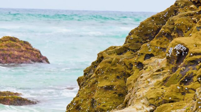 Shelly sea cliff by the ocean