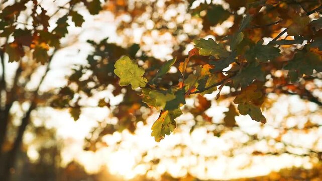 A tranquil scene of falling leaves gently blowing in the wind, captured from a wide-angle, ground-level perspective in a natural outdoor environment. The serene setting, with its wooden.