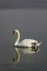 Fototapeta premium Cygne