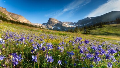 Obraz premium Field With Rocky Mountain Blue Columbine Flowers