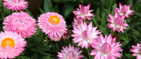 Fototapeta premium Pink strawflowers blooming in the garden