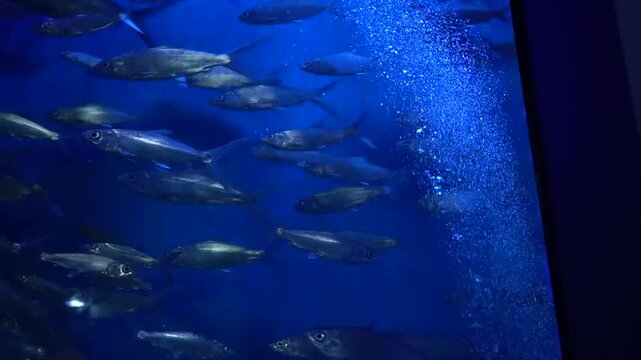 school of silver fish swimming together in a deep blue aquarium tank next to a rising stream of air bubbles.