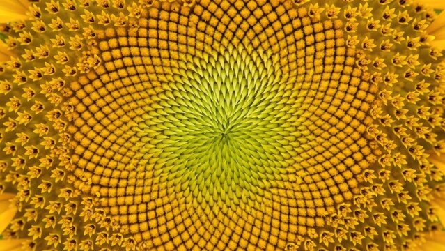 Spiral pattern of seeds in a blooming sunflower center