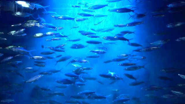 large school of silver fish swimming in unison within a massive blue lit aquarium tank.