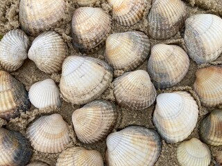 Viele Muscheln am Strand im Sand © contadora1999