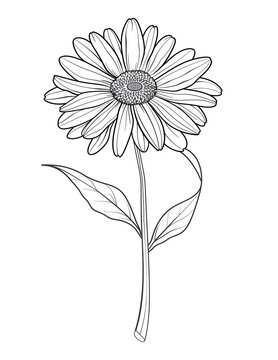 flowers coloring pages, flower coloring book, floral coloring pages, printable flower coloring, botanical coloring pages, adult coloring flowers, kids flower coloring