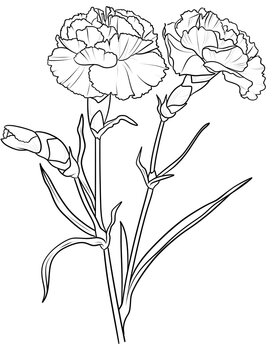 flowers coloring pages, flower coloring book, floral coloring pages, printable flower coloring, botanical coloring pages, adult coloring flowers, kids flower coloring