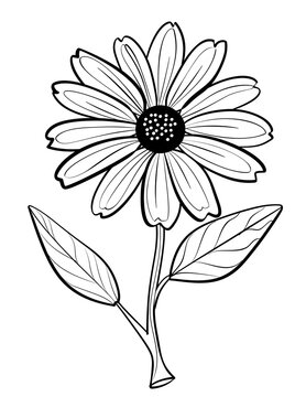 flowers coloring pages, flower coloring book, floral coloring pages, printable flower coloring, botanical coloring pages, adult coloring flowers, kids flower coloring