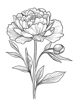flowers coloring pages, flower coloring book, floral coloring pages, printable flower coloring, botanical coloring pages, adult coloring flowers, kids flower coloring