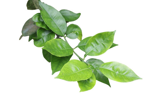 Una toma de cerca de varias hojas verdes de un &aacute;rbol  de naranja en un fondo transparente	