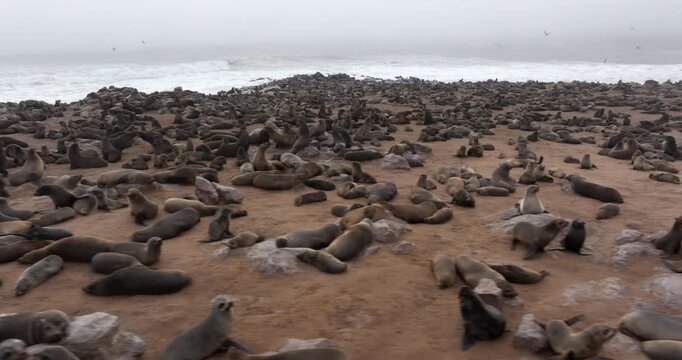 Aerial view of seals at Cape Cross Seal Reserve, one of the largest colonies of Cape fur seals in the world, on the Skeleton Coast in Namibia.
