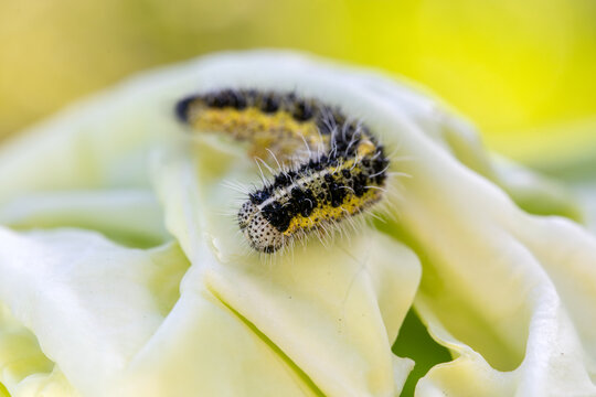Caterpillar on green cabbage leaf. Close-up of fuzzy larva in garden.
