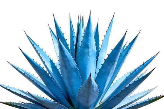 Blue Agave Plant Closeup