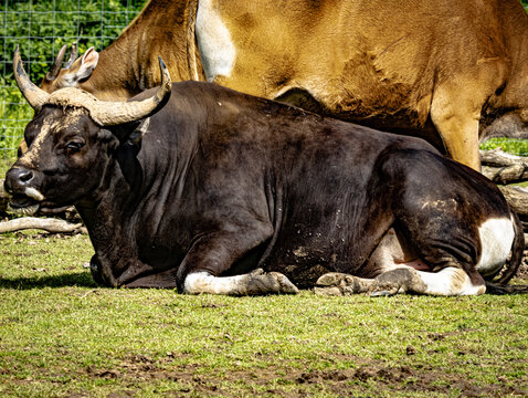 Banteng (Bos javanicus), wild cattle species with distinctive white leg markings and curved horns
