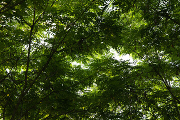 Fototapeta premium View through a dense black locust tree canopy illuminated by natural sunlight. Perfect as a natural background for environmental and forest concepts.