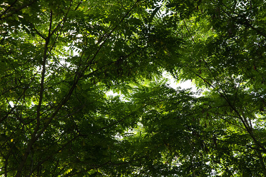 View through a dense black locust tree canopy illuminated by natural sunlight. Perfect as a natural background for environmental and forest concepts.