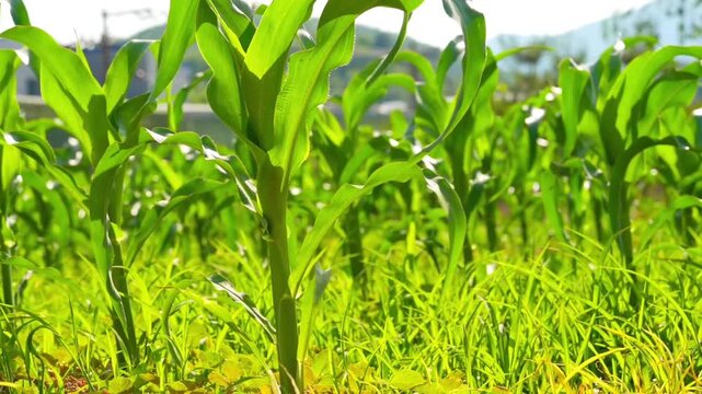 Young green corn seedling growing in irrigated furrow on soil farmland, sustainable agriculture