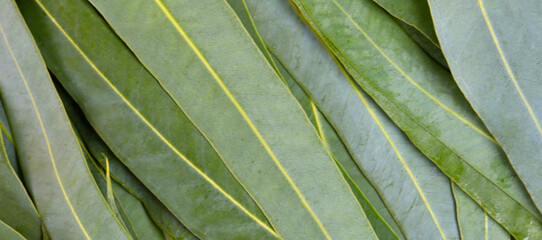 Naklejka premium Fresh green eucalyptus leaves texture full frame background