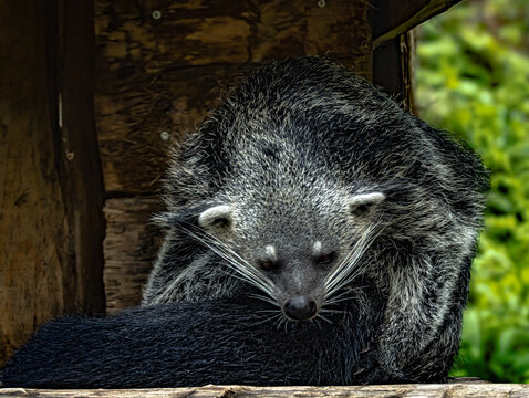 Binturong (Arctictis binturong), also known as bearcat, with shaggy black fur and long prehensile tail, resting on branch