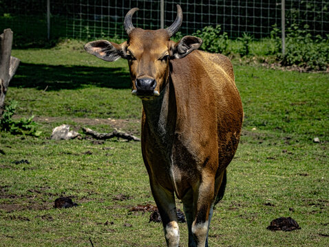 Banteng (Bos javanicus), wild cattle species with distinctive white leg markings and curved horns