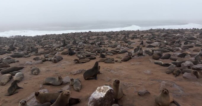 Aerial view of seals at Cape Cross Seal Reserve, one of the largest colonies of Cape fur seals in the world, on the Skeleton Coast in Namibia.