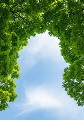 Fototapeta premium A low angle shot looks up at vibrant green tree crowns forming a natural frame against a bright blue sky filled with soft white clouds, tree, clouds, bright
