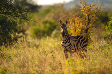 Fototapeta premium Plains zebra stands watching camera in bushes