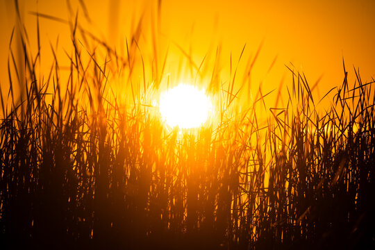Sunset Through Reed Grass