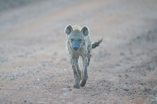 Spotted hyena walks toward camera on track