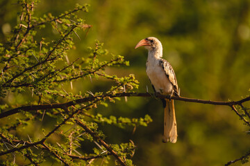 Von der Decken hornbill on thornbush branch © Nick Dale