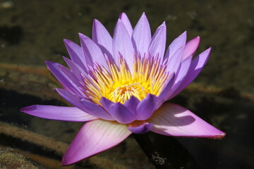 Nénuphar © Muriel Pellegrin